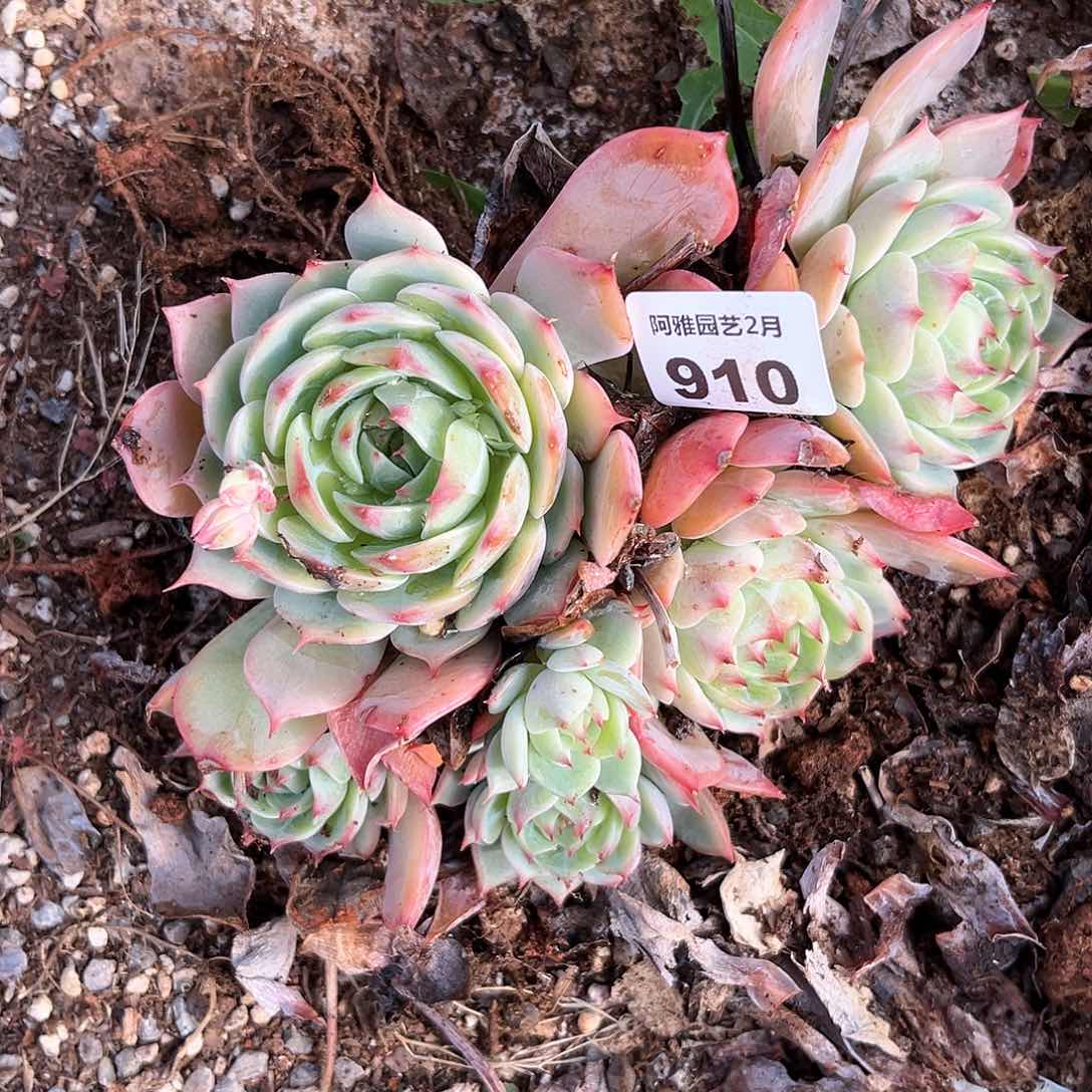 阿雅园艺。   910