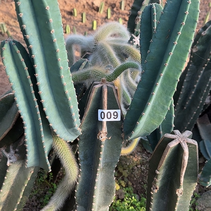 *****无花朵量天尺一颗009