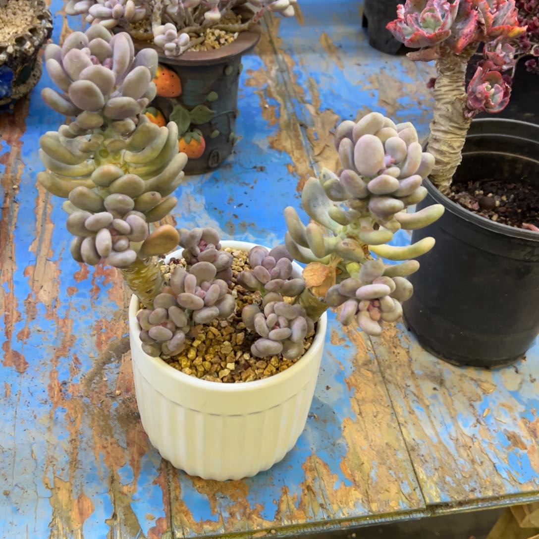 月美人处理脱土发货