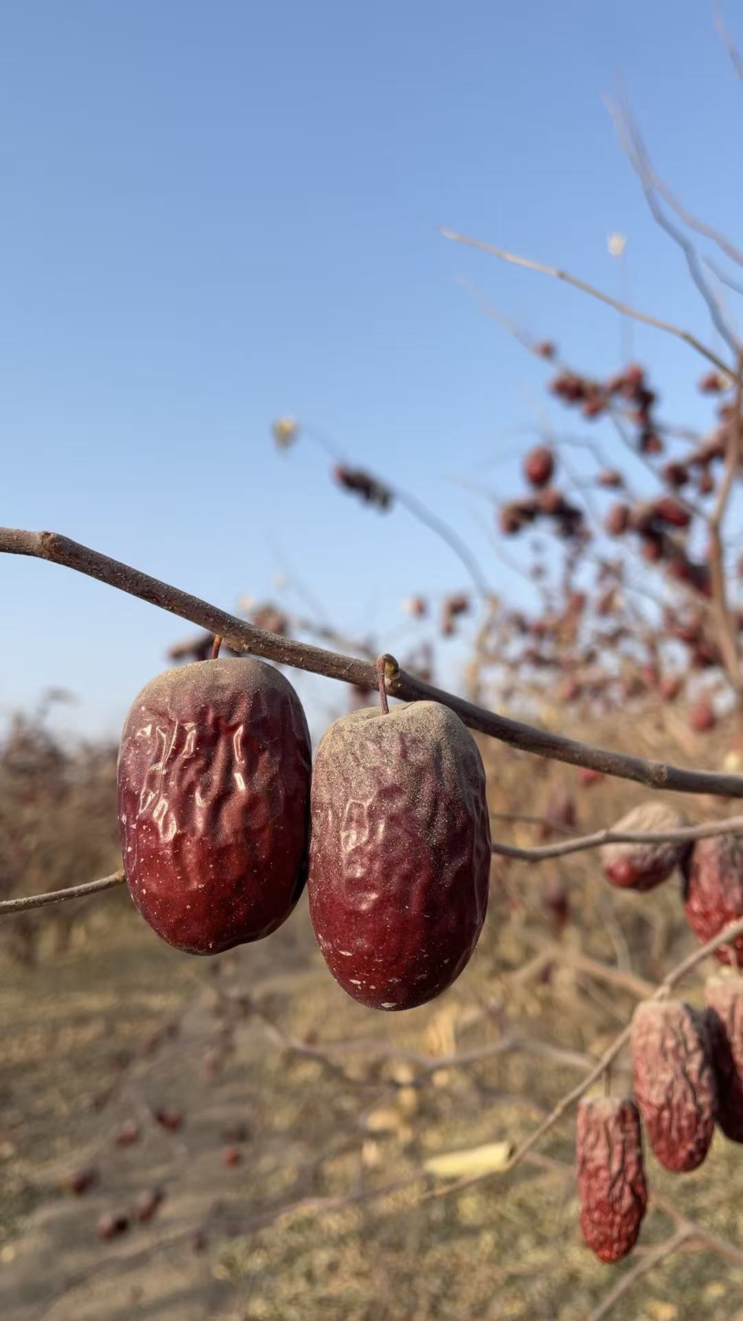 新疆大枣二级原生态树上自然吊干核小皮薄枣香浓郁