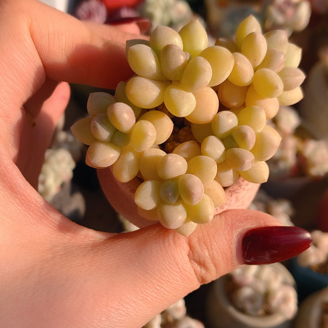 泡泡糖圆滚滚带盆+5