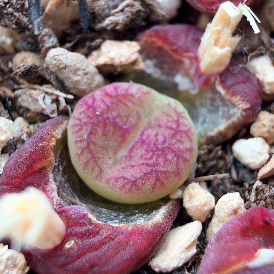 3.15.28/吕杂墨/多肉植物