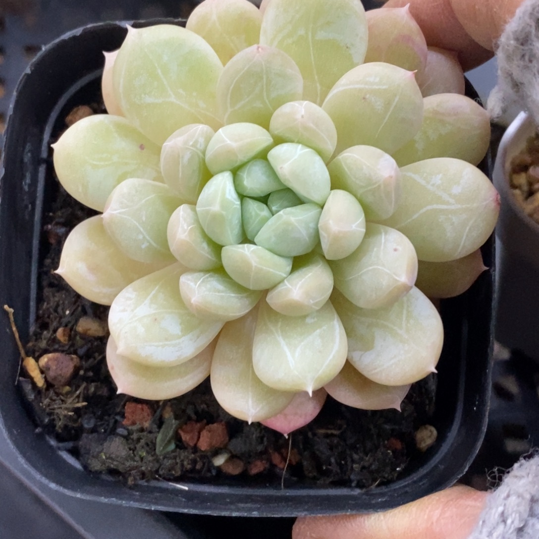 精品多肉一物一拍不包整1