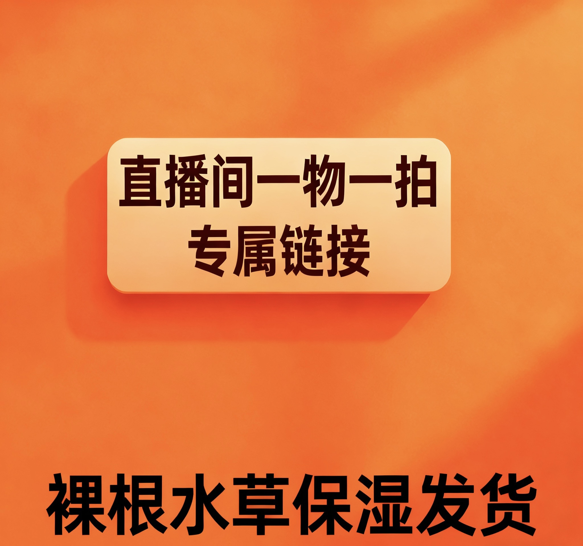 优质兰花一物一拍