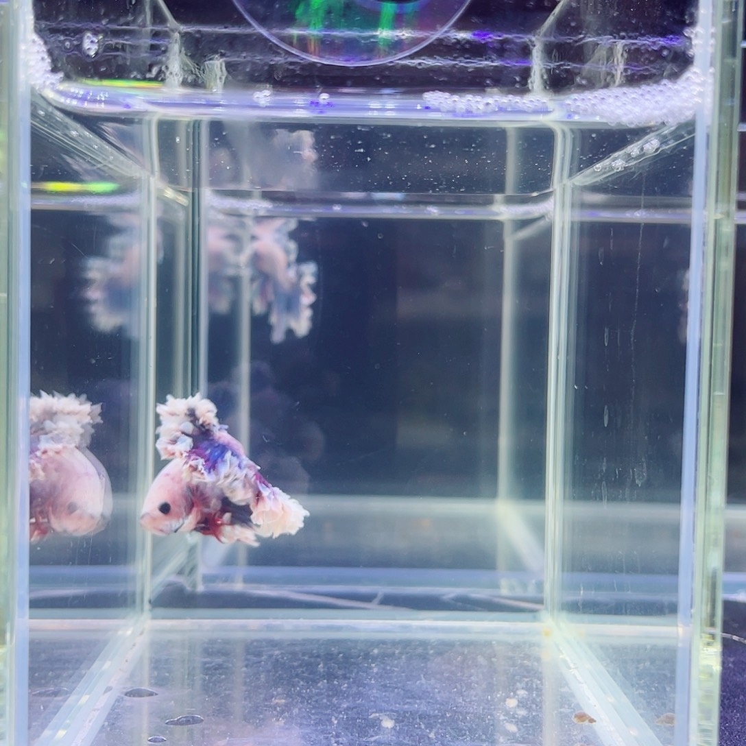 斗鱼印尼斗鱼的哦001