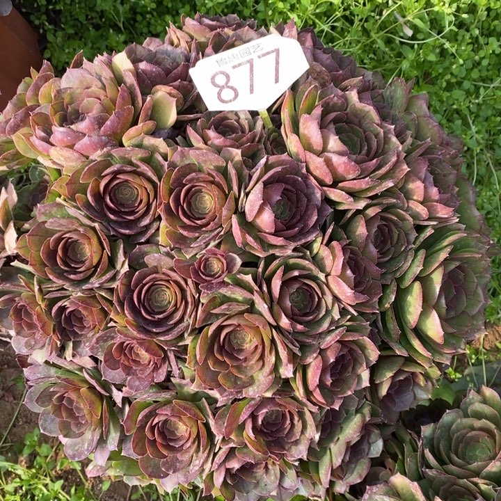 @***饭1223123万圣节877号