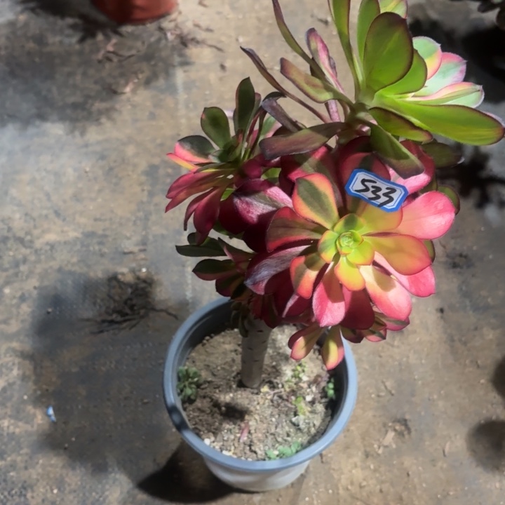 一物一拍多肉有砍朵533