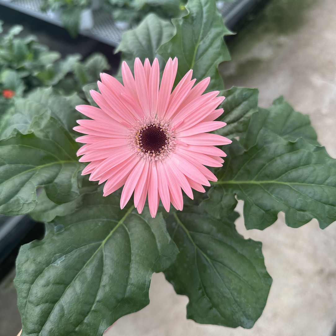 非洲菊盆栽易养护（直播间一物一拍）