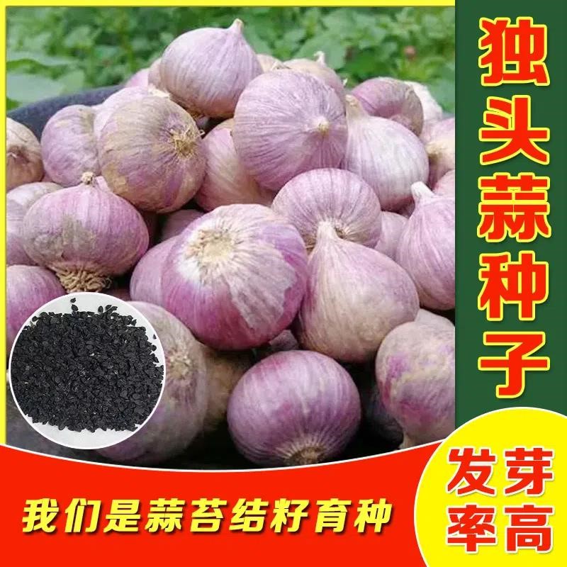 独头蒜种子四季蒜种籽田园大蒜种子苗盆栽高产蔬菜紫皮独头蒜种孑