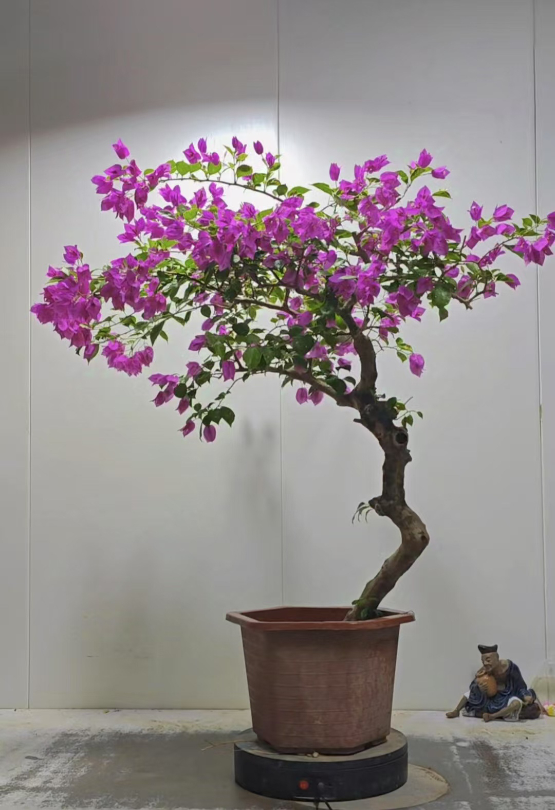 海岛春花龙船花黑骨茶