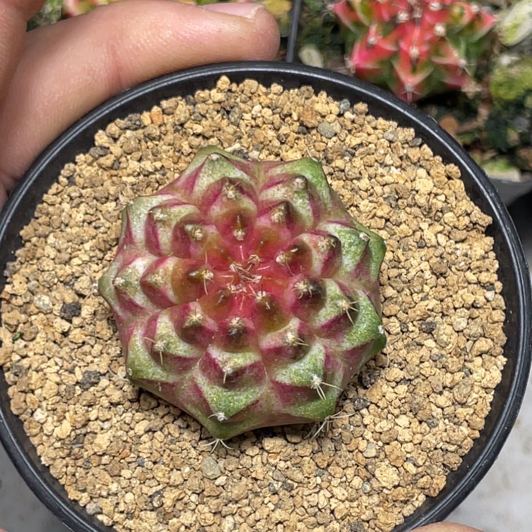 当前无花朵，栽培后可花朵梦想轮回