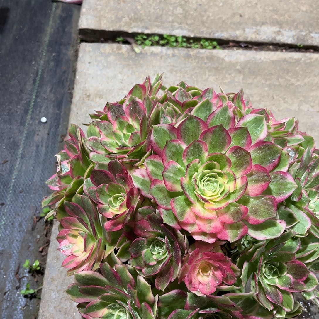 海仙法师多肉植物漂亮漂亮