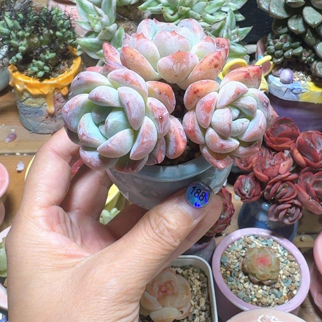 188 多肉含盆土30元包邮➗偏远地区