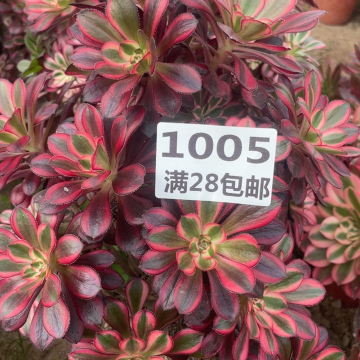 1005丽娜母本一号棚B