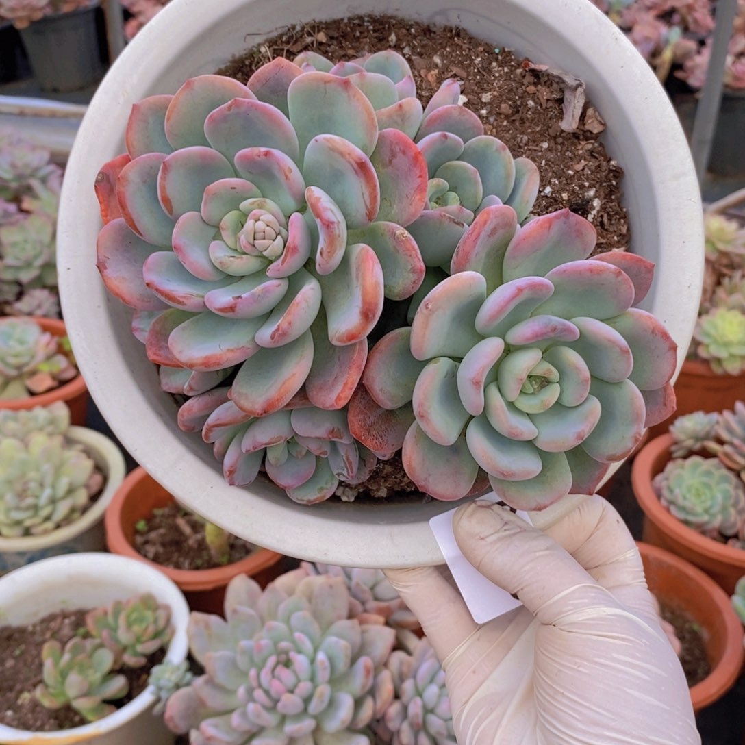 0428香橙老桩一物一拍