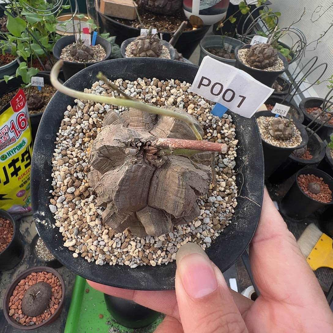 多肉植物专拍 一物一拍 南非龟甲龙001