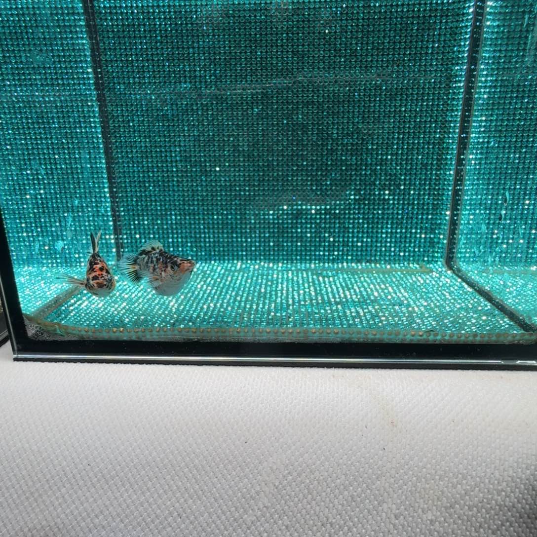 黑玛丽鱼31 花豹对鱼