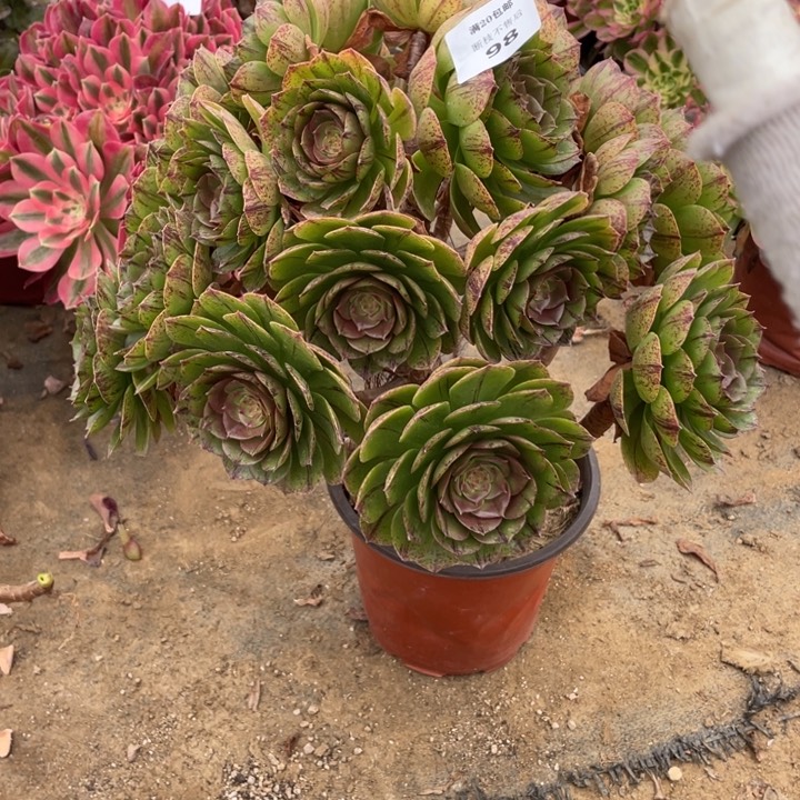 98万拉丝断枝法师多肉断枝不售后