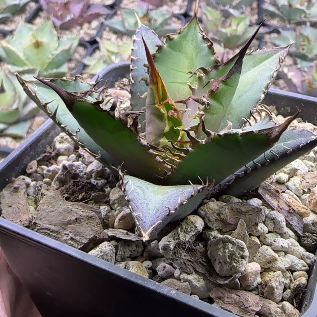 实生籽播仁王冠龙舌兰2