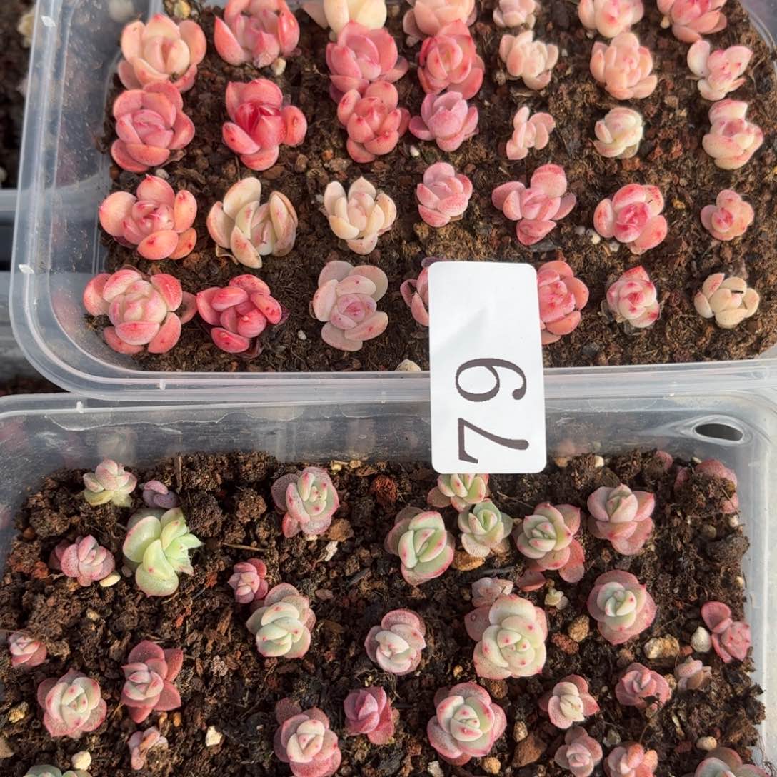 多肉植物多肉植物79