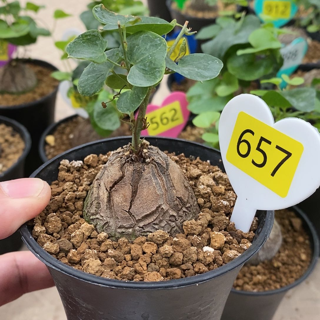 南非龟甲龙龟甲龙