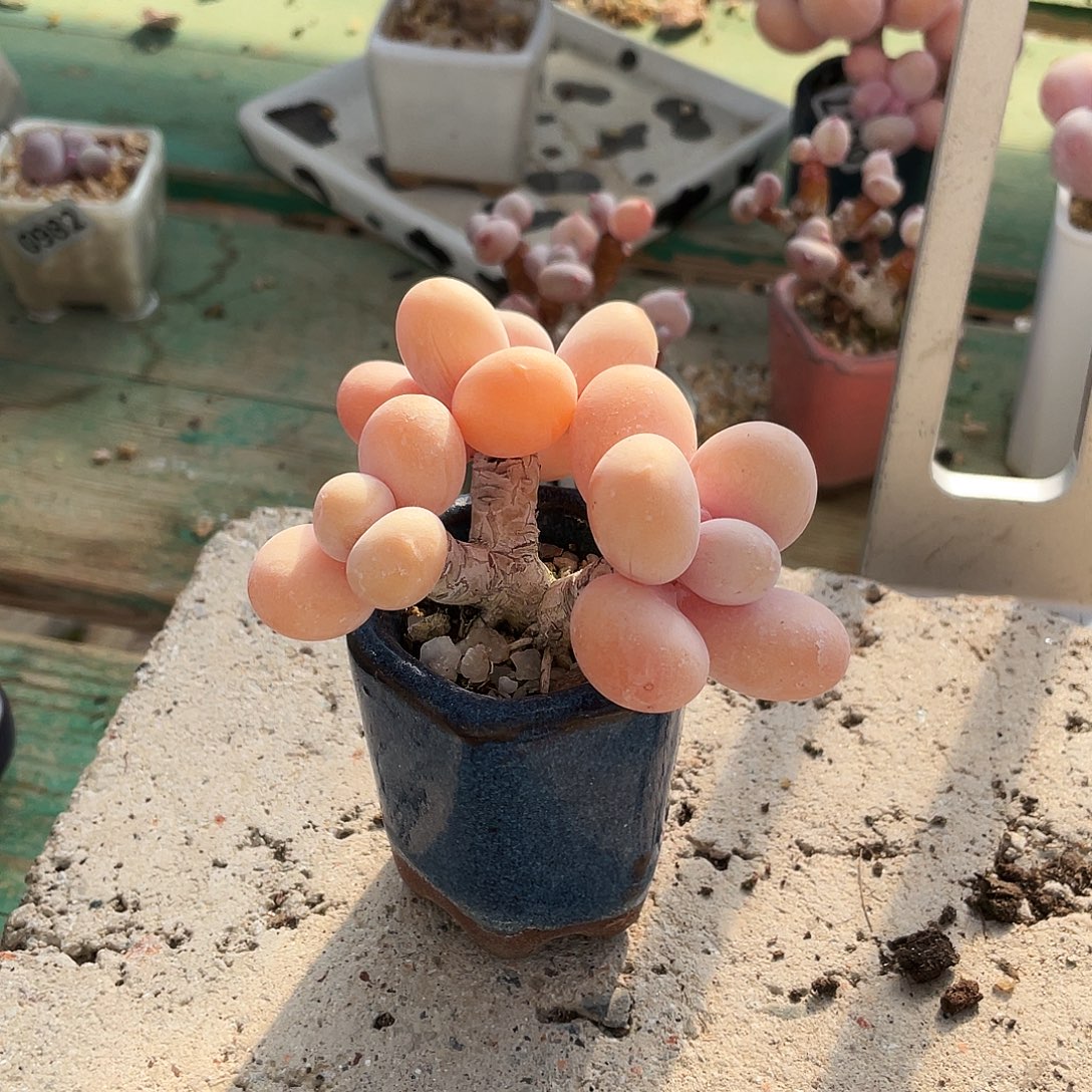 多肉植物的生长发育