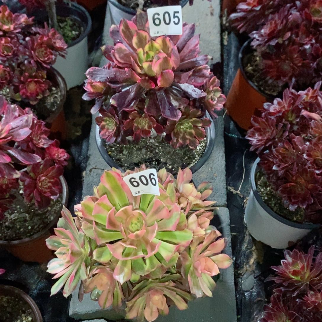 2****8组合605606多肉1111