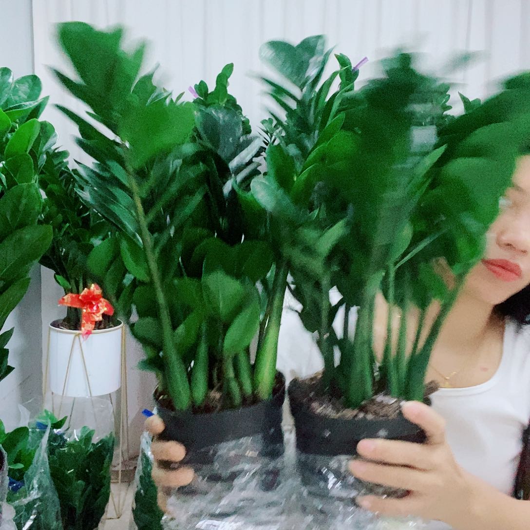 越***¨不开花植物15规格福利款2盆