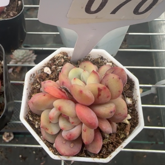 70凌雪一物一拍多肉