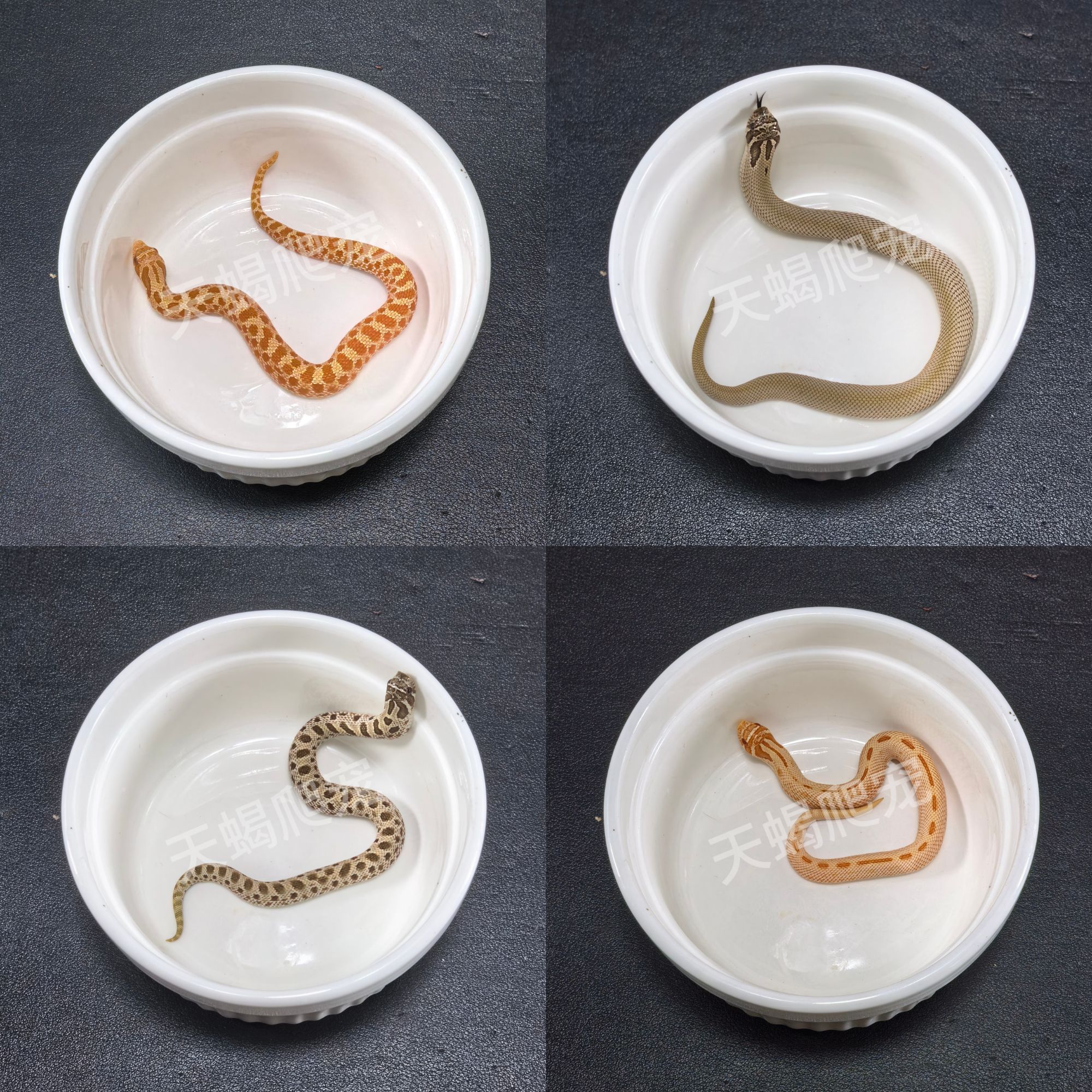 精品猪鼻蛇（幼崽）