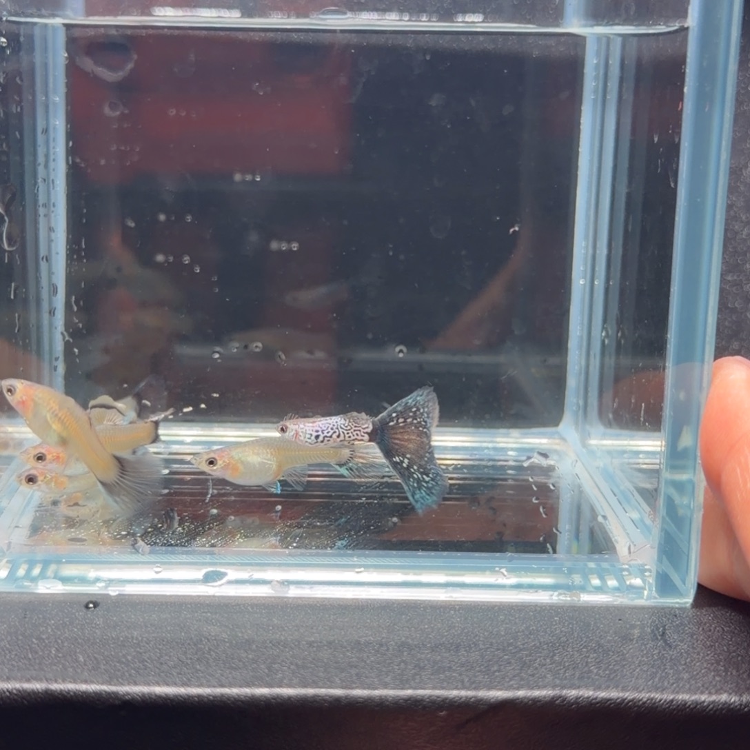 孔雀鱼蛇纹蓝尾1公5母