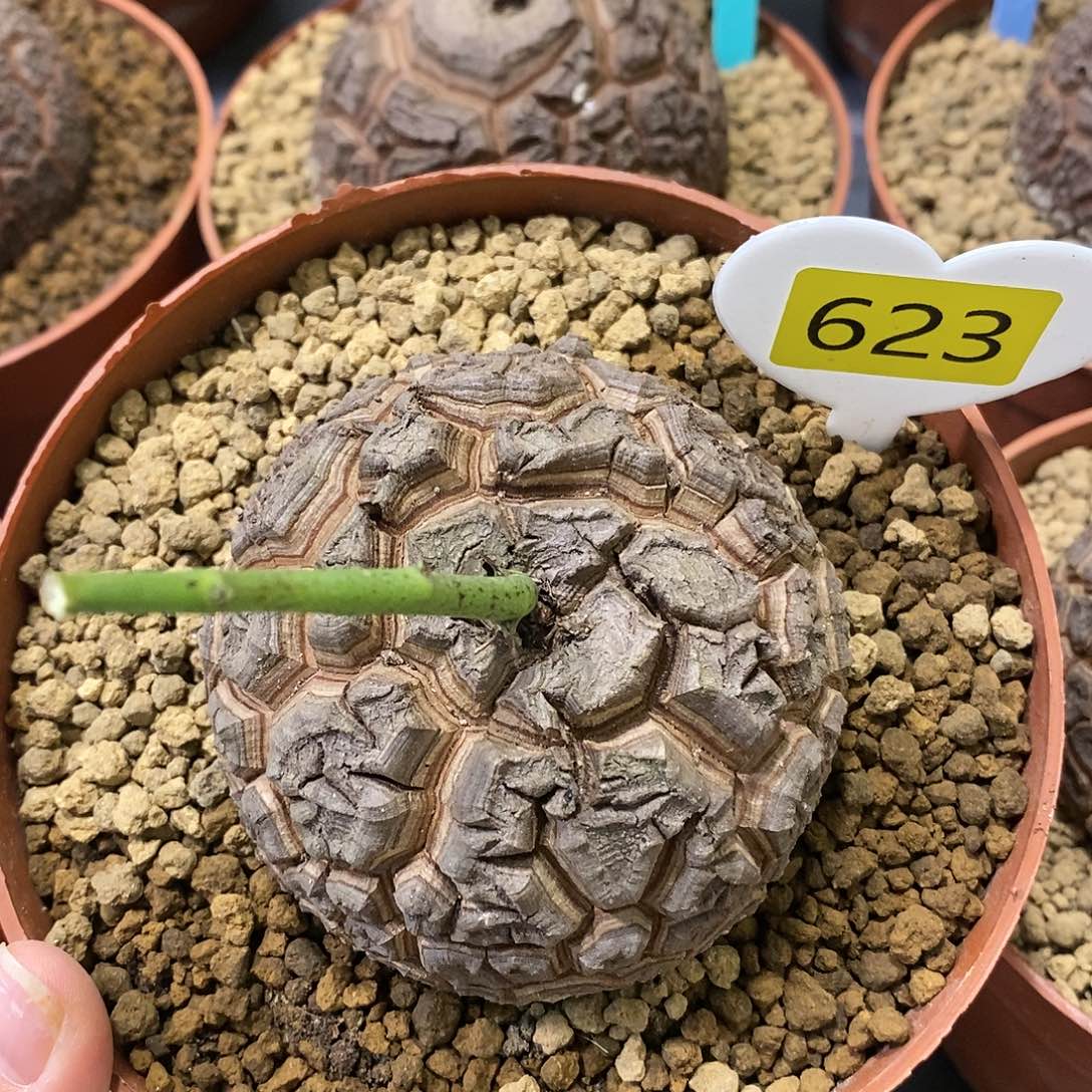 7.6 cm南非龟甲龙龟甲龙