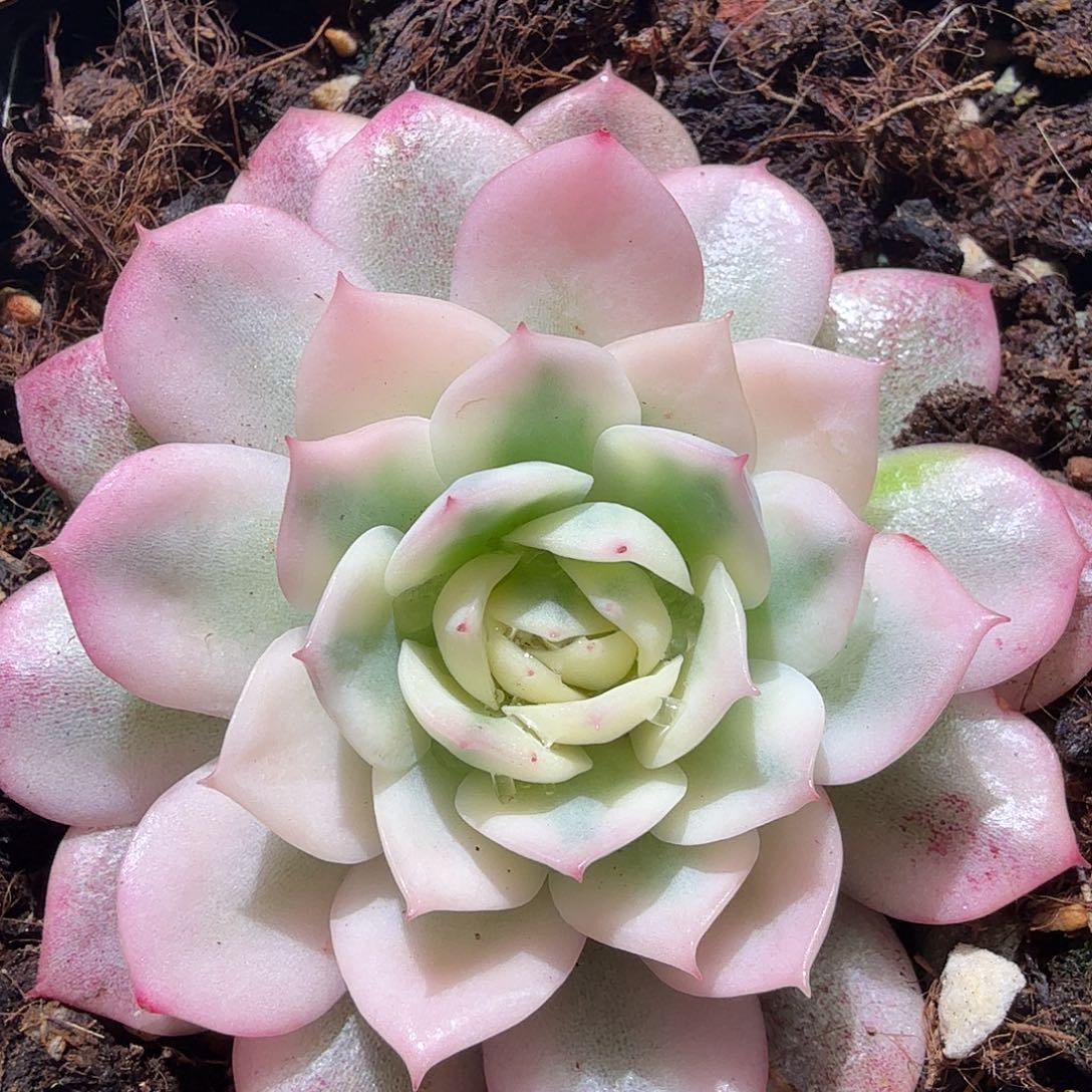 粉水晶锦，多肉植物