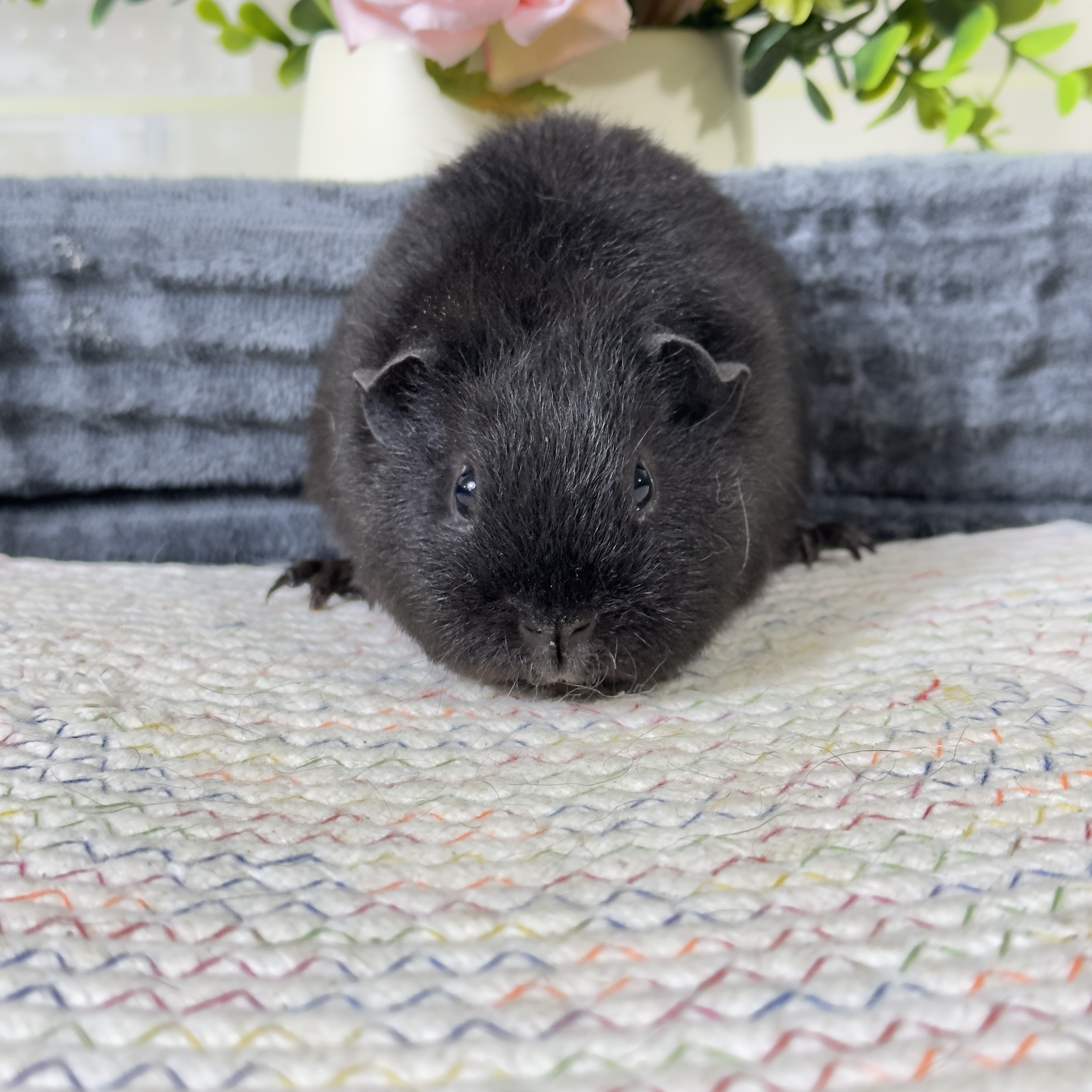 1号纯黑美泰妹妹 2个月