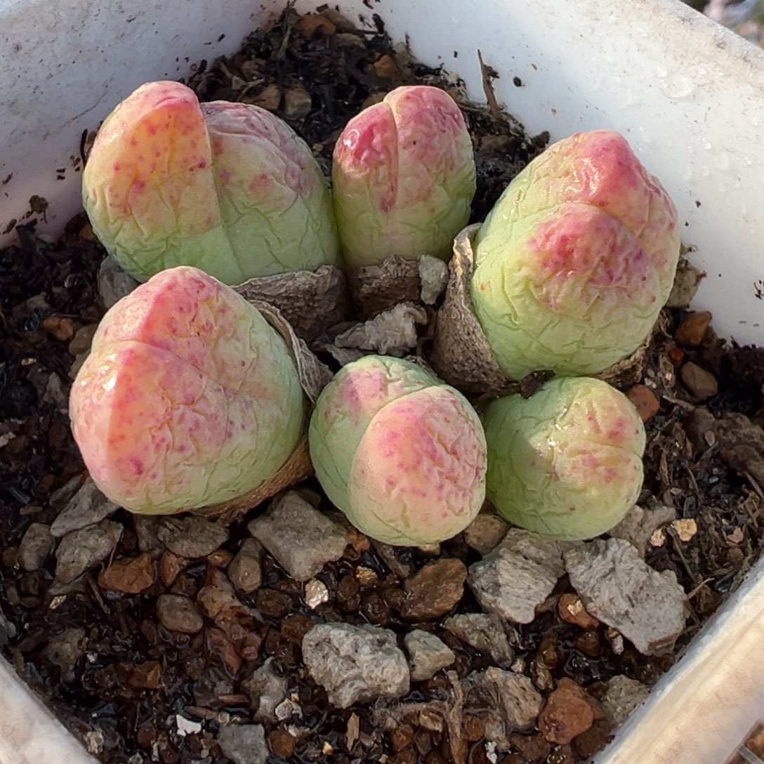 108多肉植物种类和植物