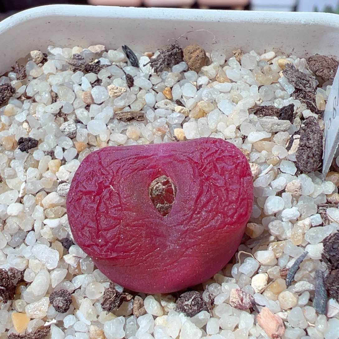 121-260.大毛红色