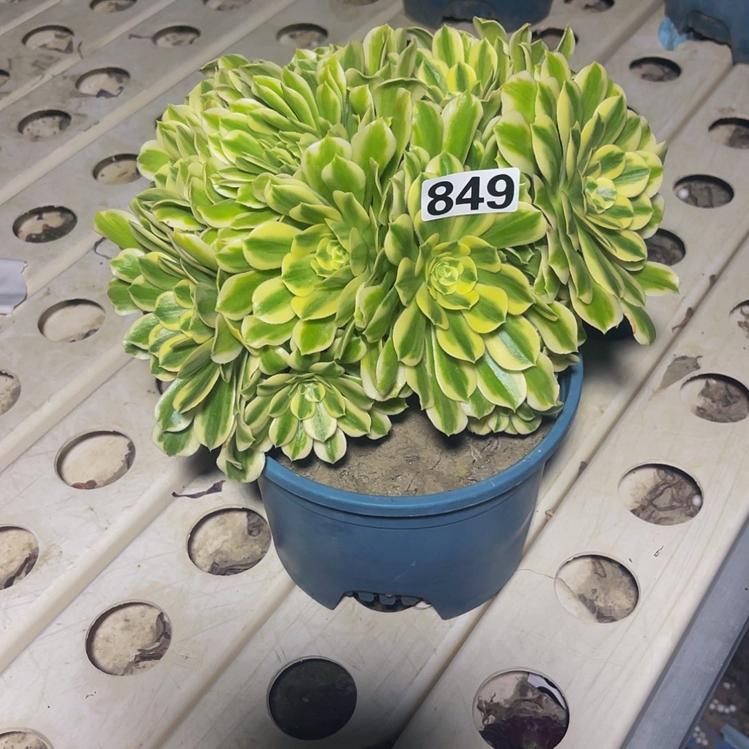 法师法师7//16包邮法师