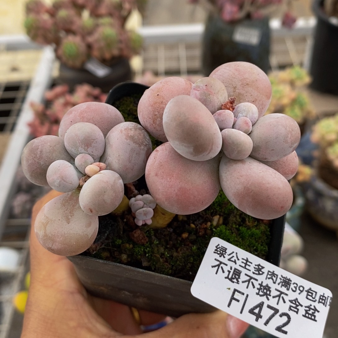 芭比奶酪472/8c m