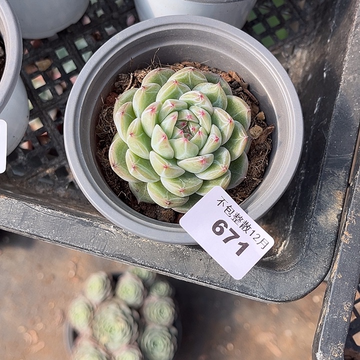 阿雅园艺。    671雪花