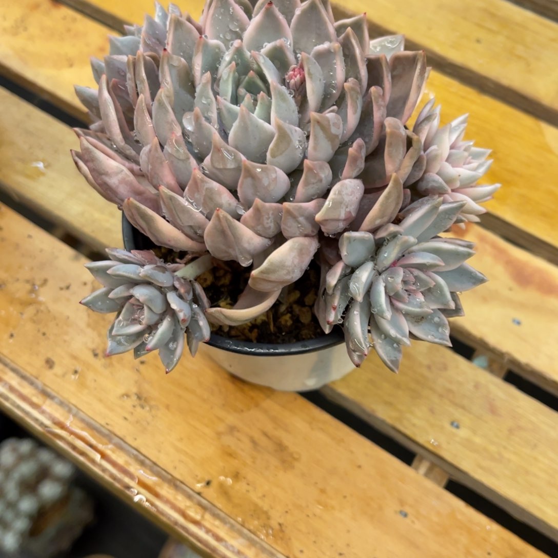 阿*3737388338383838