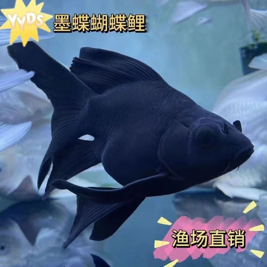 台湾蝴蝶鲤鱼苗短身狮头观赏鱼淡水好养耐活冷水墨蝶圆手鳍桃心尾