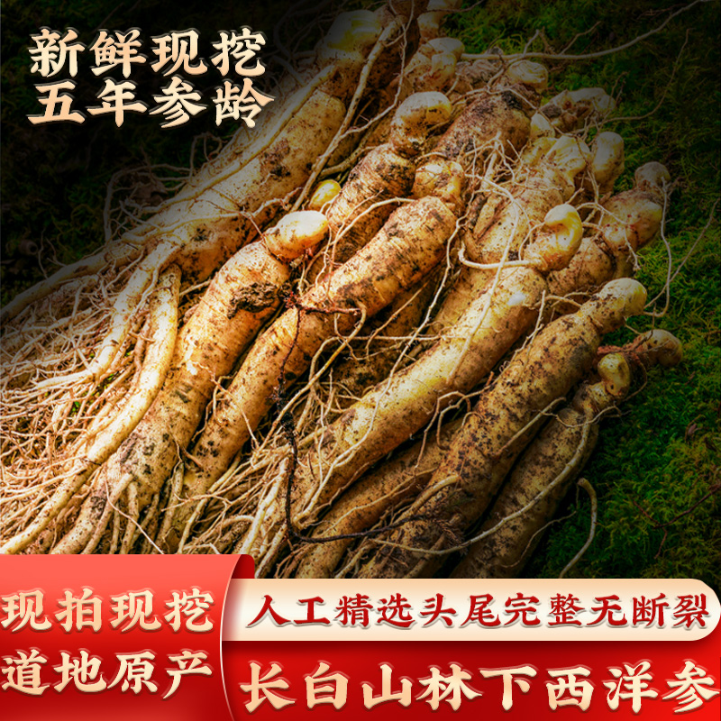 【4年参】长白山新鲜现挖带土林下西洋参可煲参鸡汤泡酒参产地直发