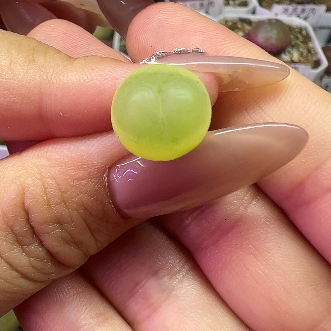 480拉登裸根发货