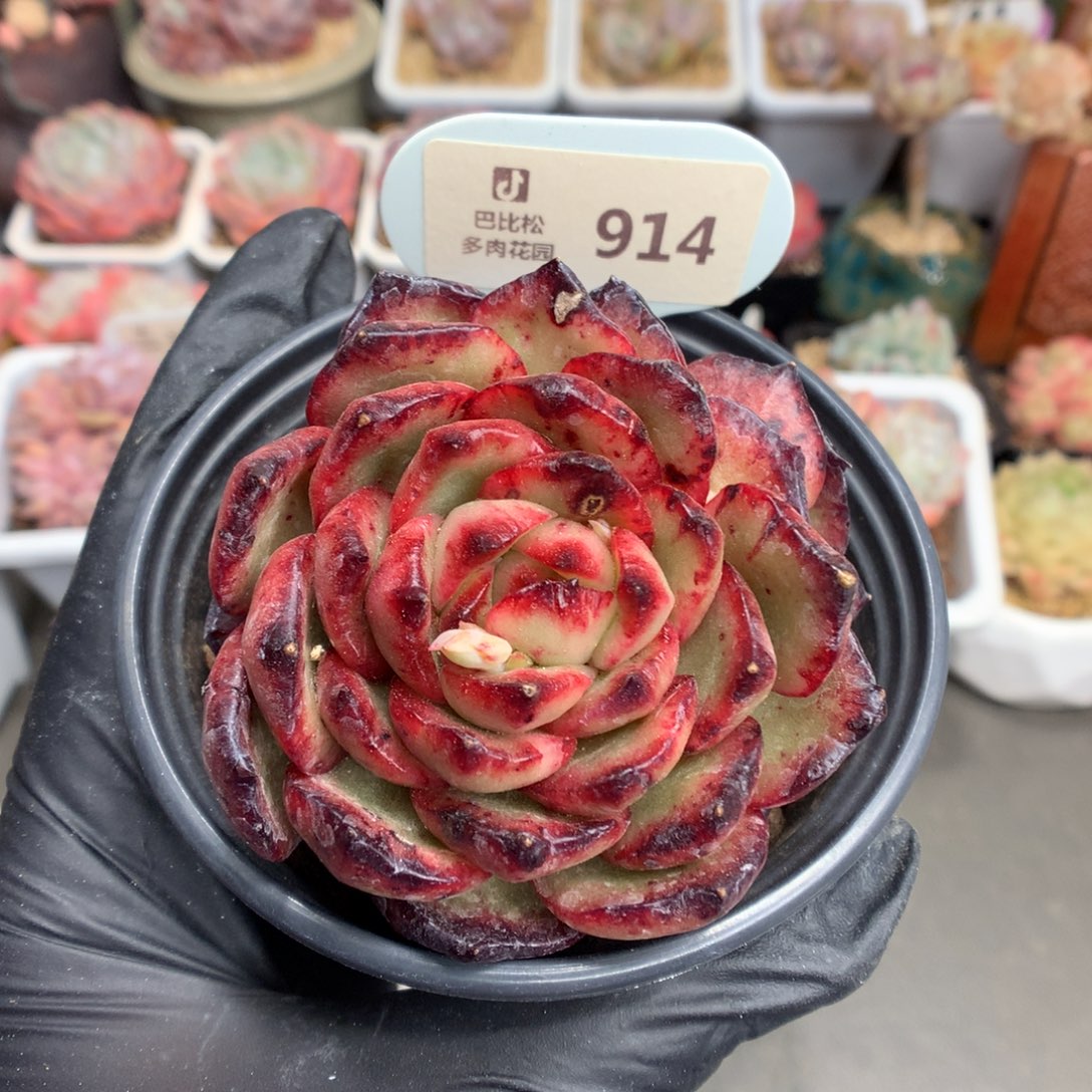 914 保利安娜石化