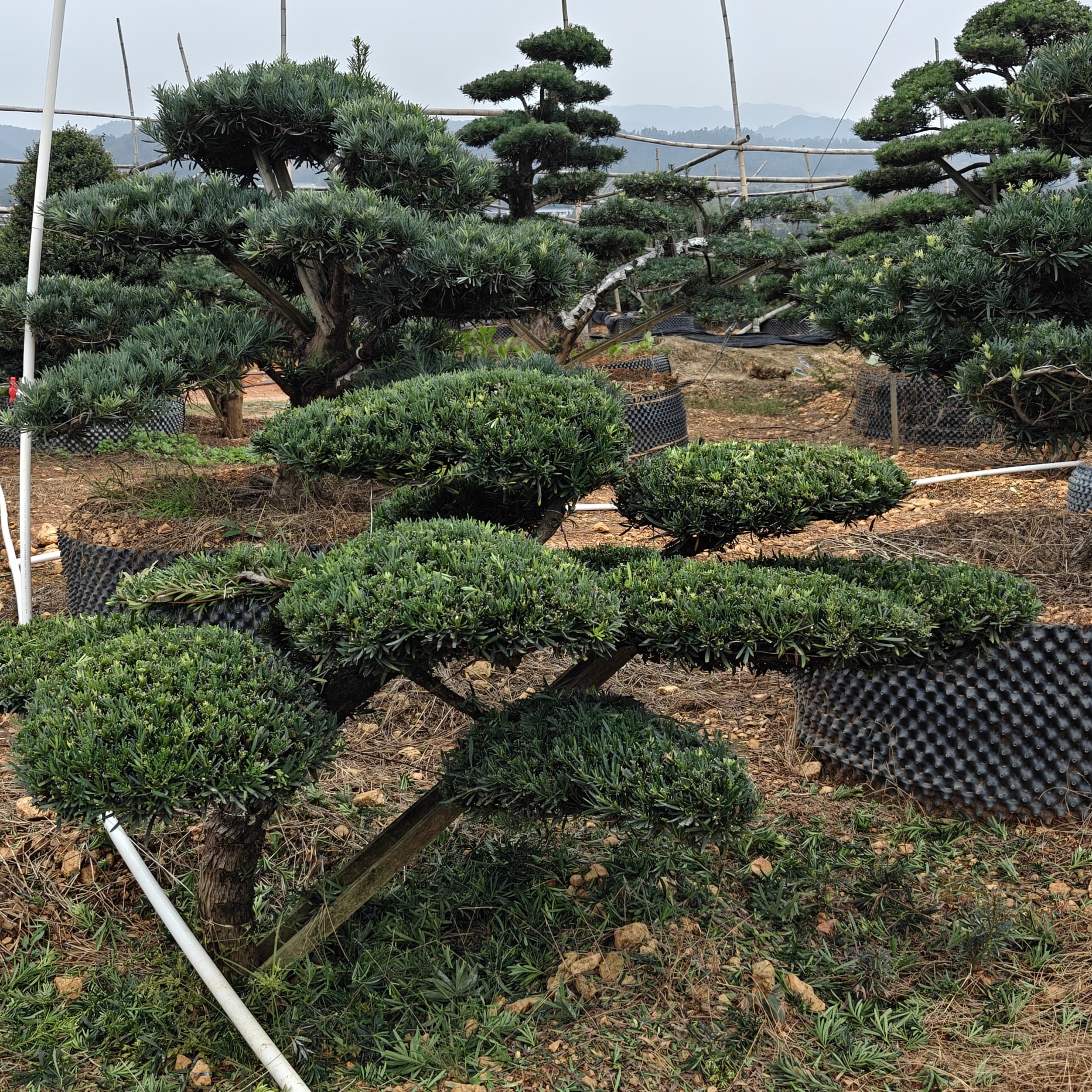 造型罗汉松四季常青庭院景观绿植盆景植物