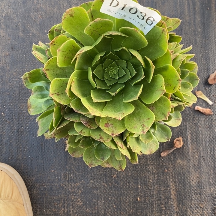 1036万圣夜多肉植物