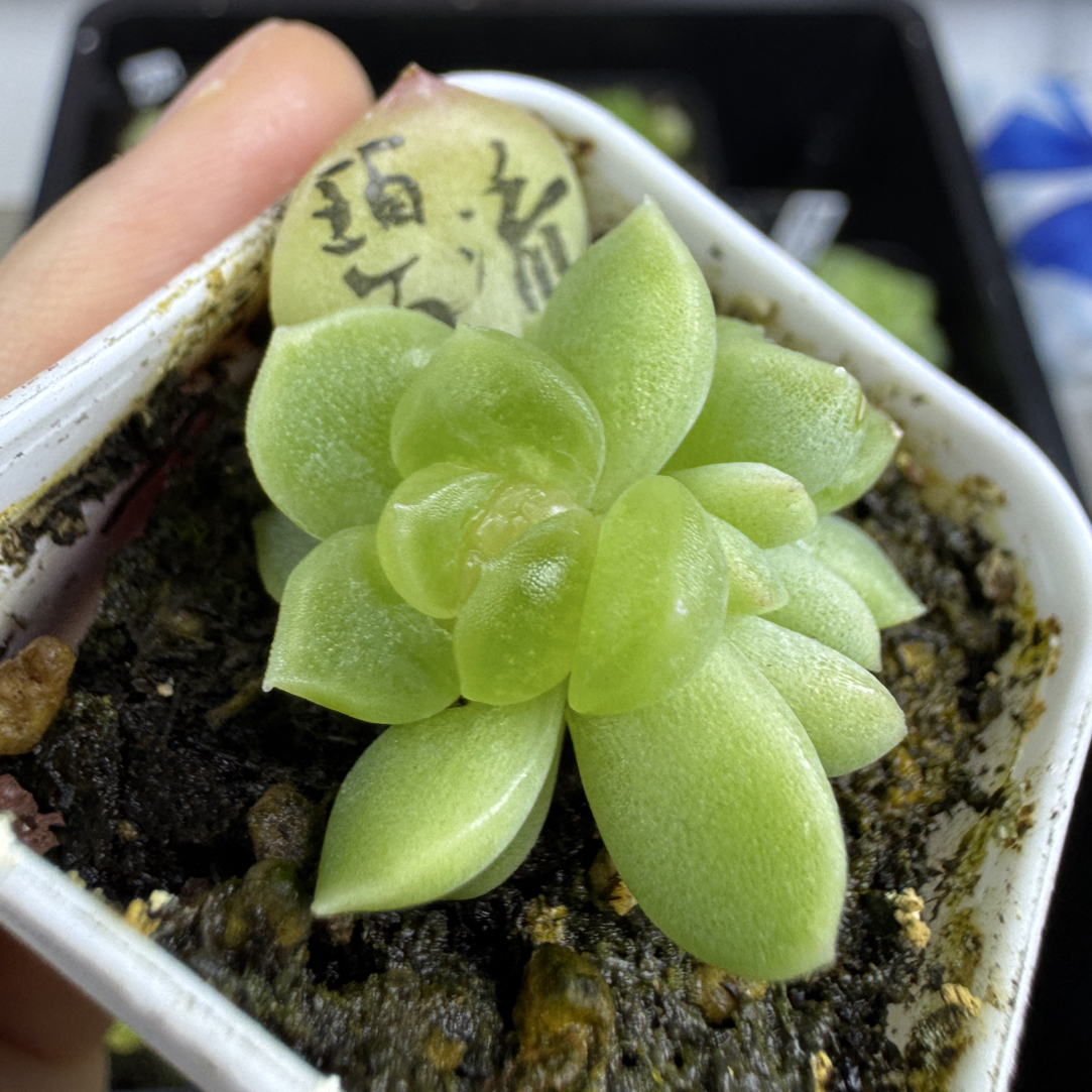 碧琉璃叶插苗双头 美心专拍多肉