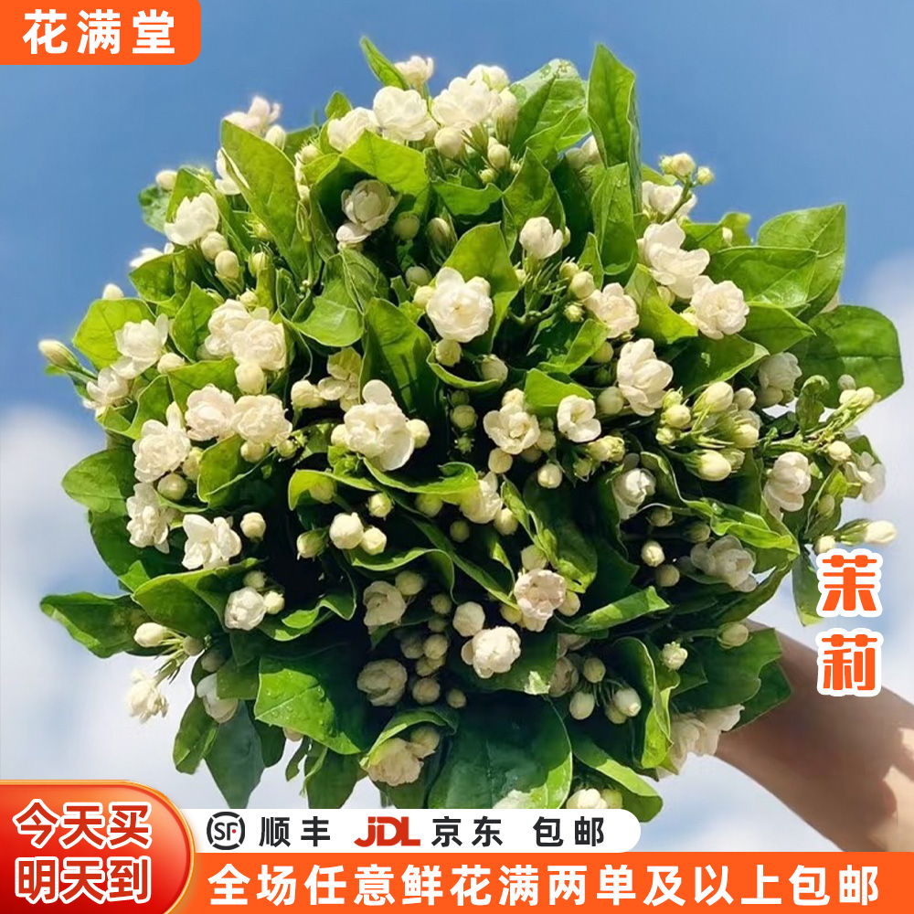 【次日达·翡翠星尘】茉莉一把（约20枝）全场任意两单鲜花顺丰包邮基地直发·批发生活鲜花·茉莉次日达