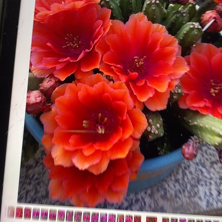 水仙情郎668侧牙一个