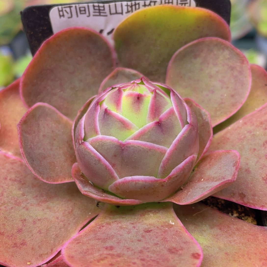 浣纱玫瑰一物一拍146